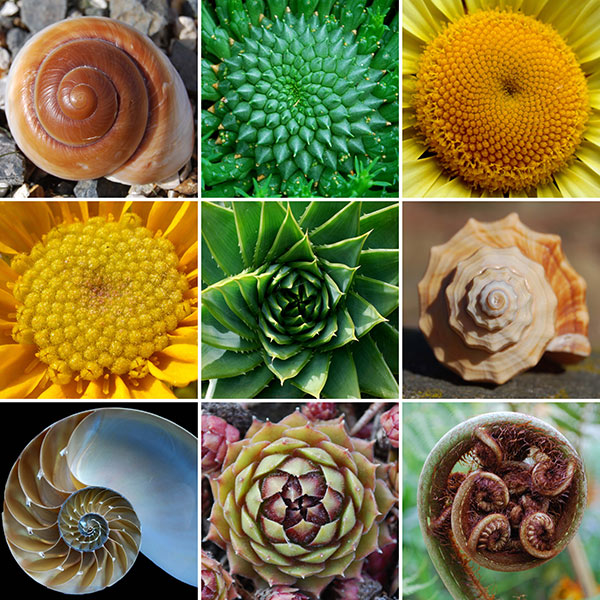fibonacci reihe- goldener schnitt